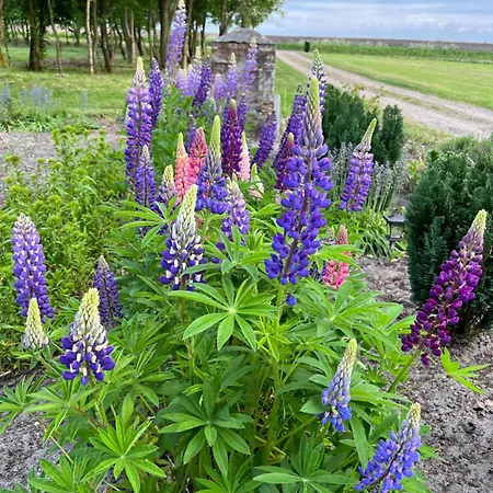 公寓 Luxury Curchi 1 比隆