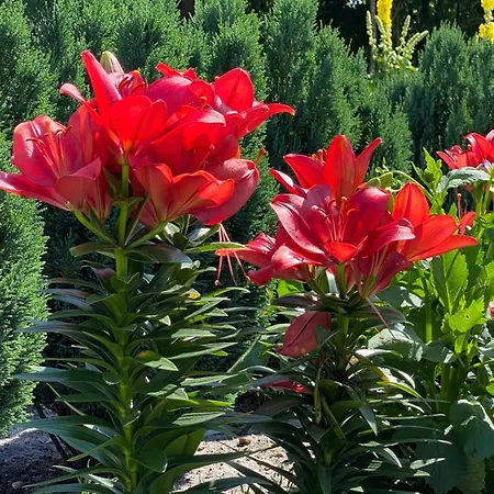 公寓 Luxury Curchi 1 比隆