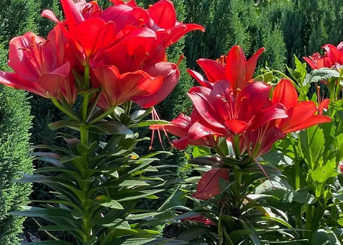 Apartment Luxury Curchi 1 Billund